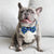 Dog Bow Tie - Dino (SECONDS - FINAL SALE)
