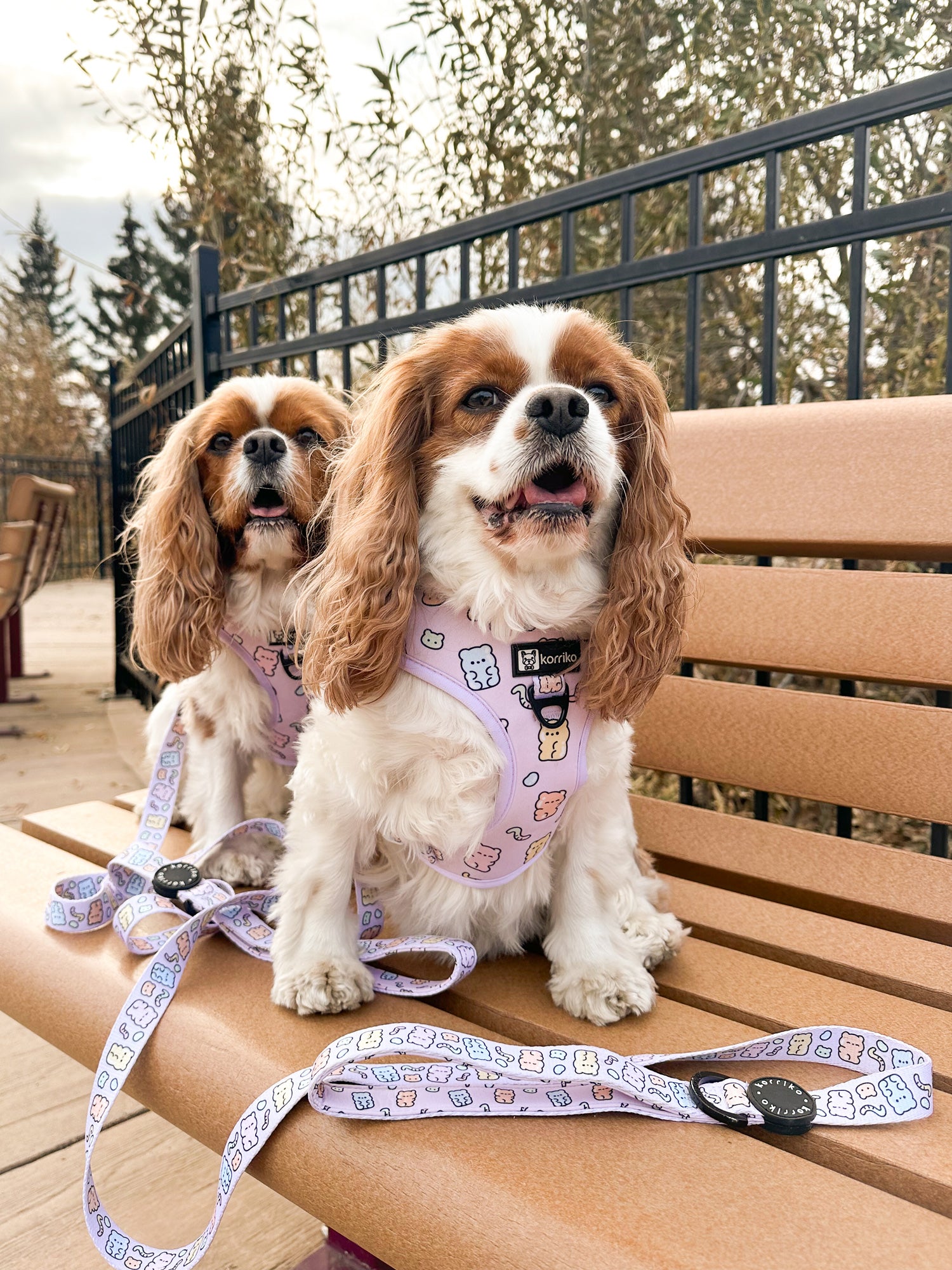 Adjustable Dog Harness - Gummy Bear