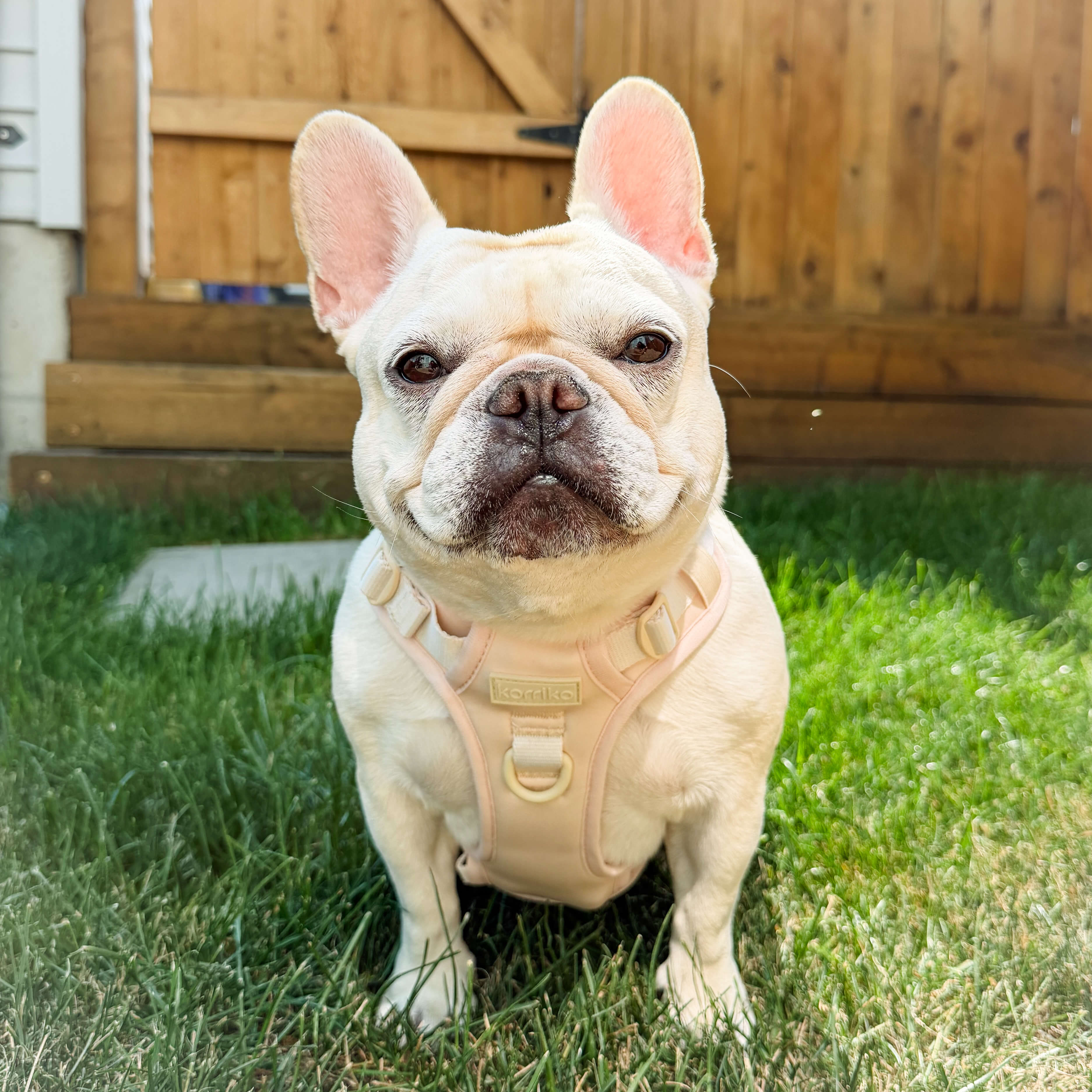 Exploration No-Pull (Step-In) Dog Harness -  Peaches & Cream (Final Sale)
