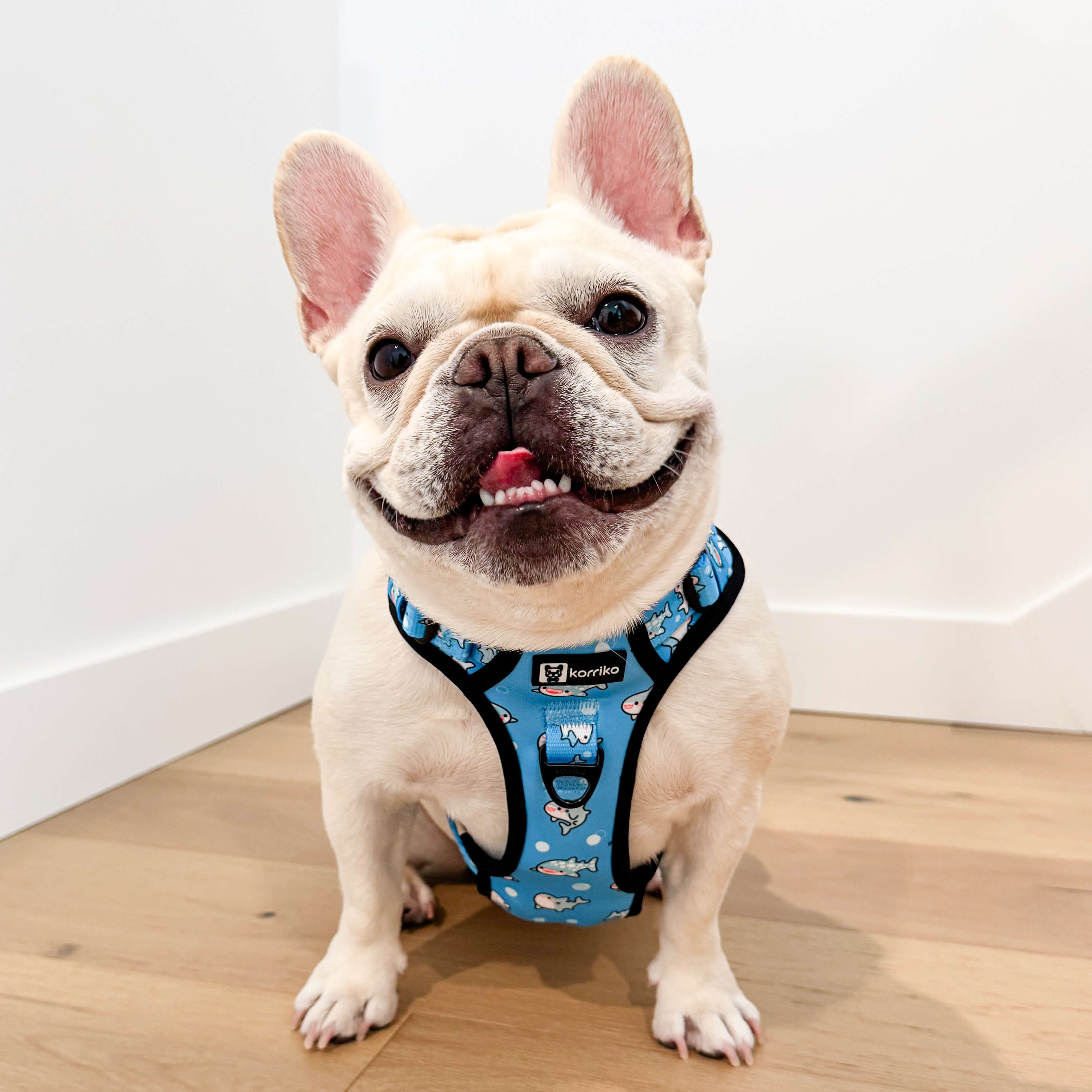 Exploration Lite No-Pull Dog Harness - Shark