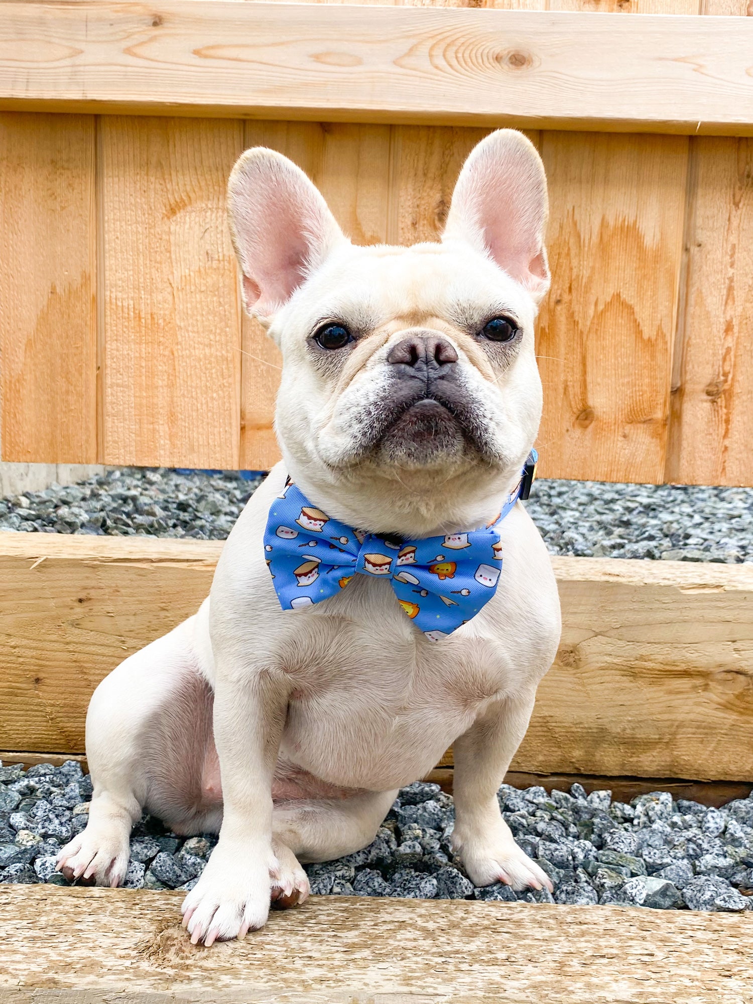 Dog Bow Tie - S'mores