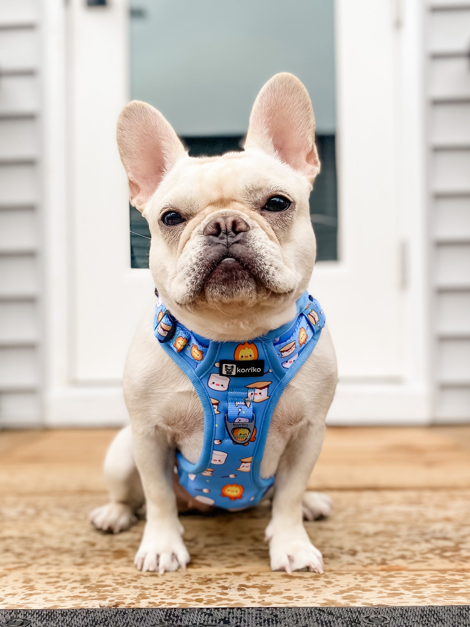 Essential Exploration No-Pull Harness Walk Set - S'mores (3-Piece)