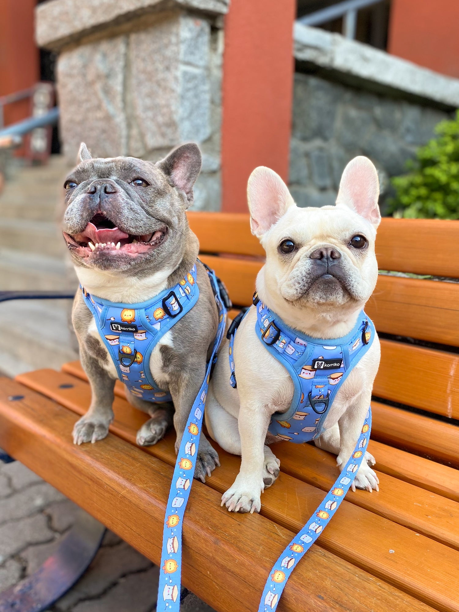 Ultimate Exploration No-Pull Harness Bundle Set - S'mores (6-Piece)