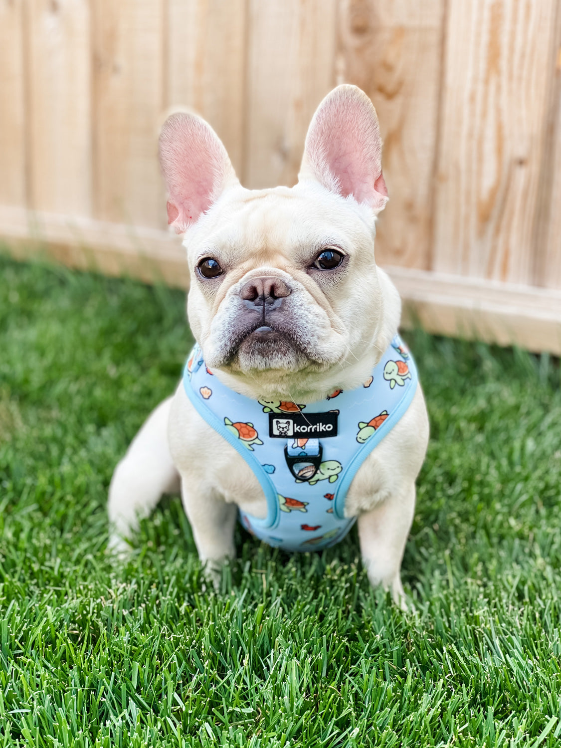 Adjustable Dog Harness - Under The Sea