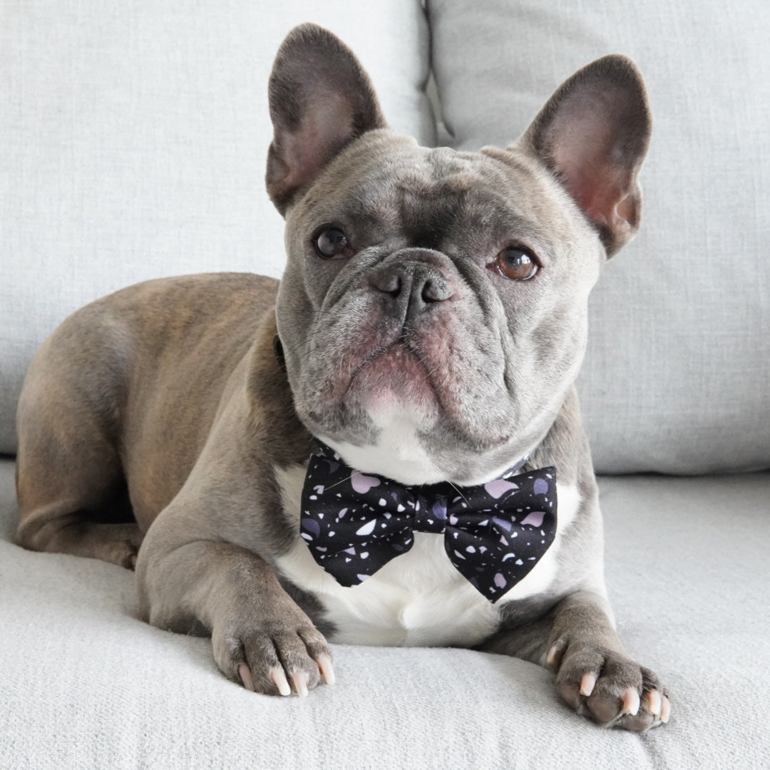 Dog Bow Tie - Terrazzo (SECONDS - FINAL SALE)