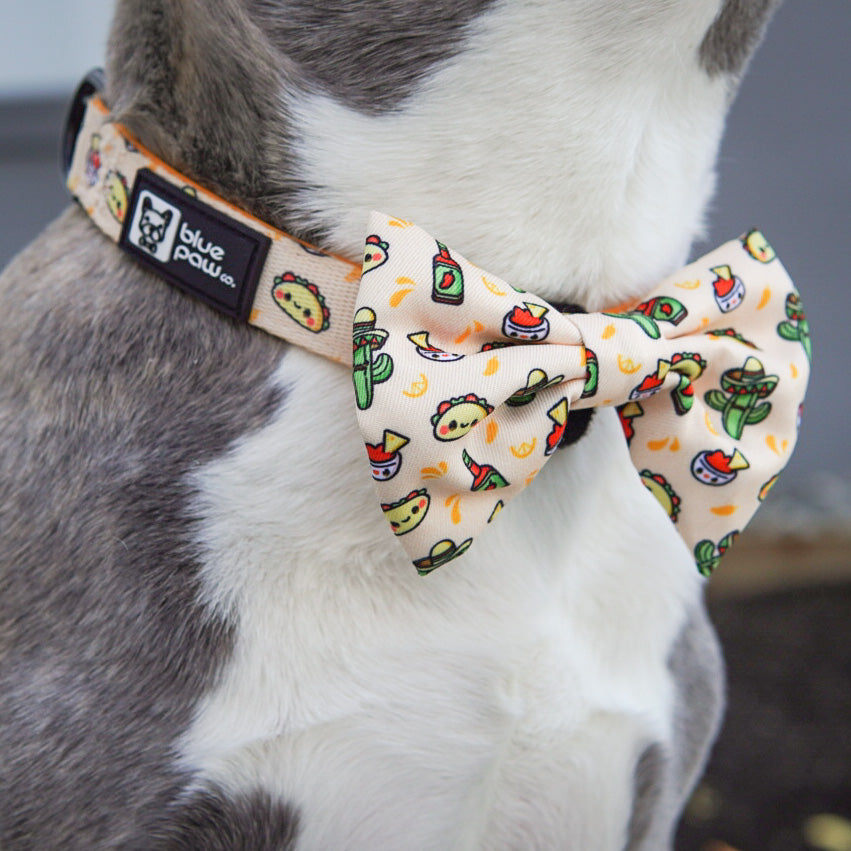Dog Collar - Taco Fiesta (Blue Paw Co. - FINAL SALE)