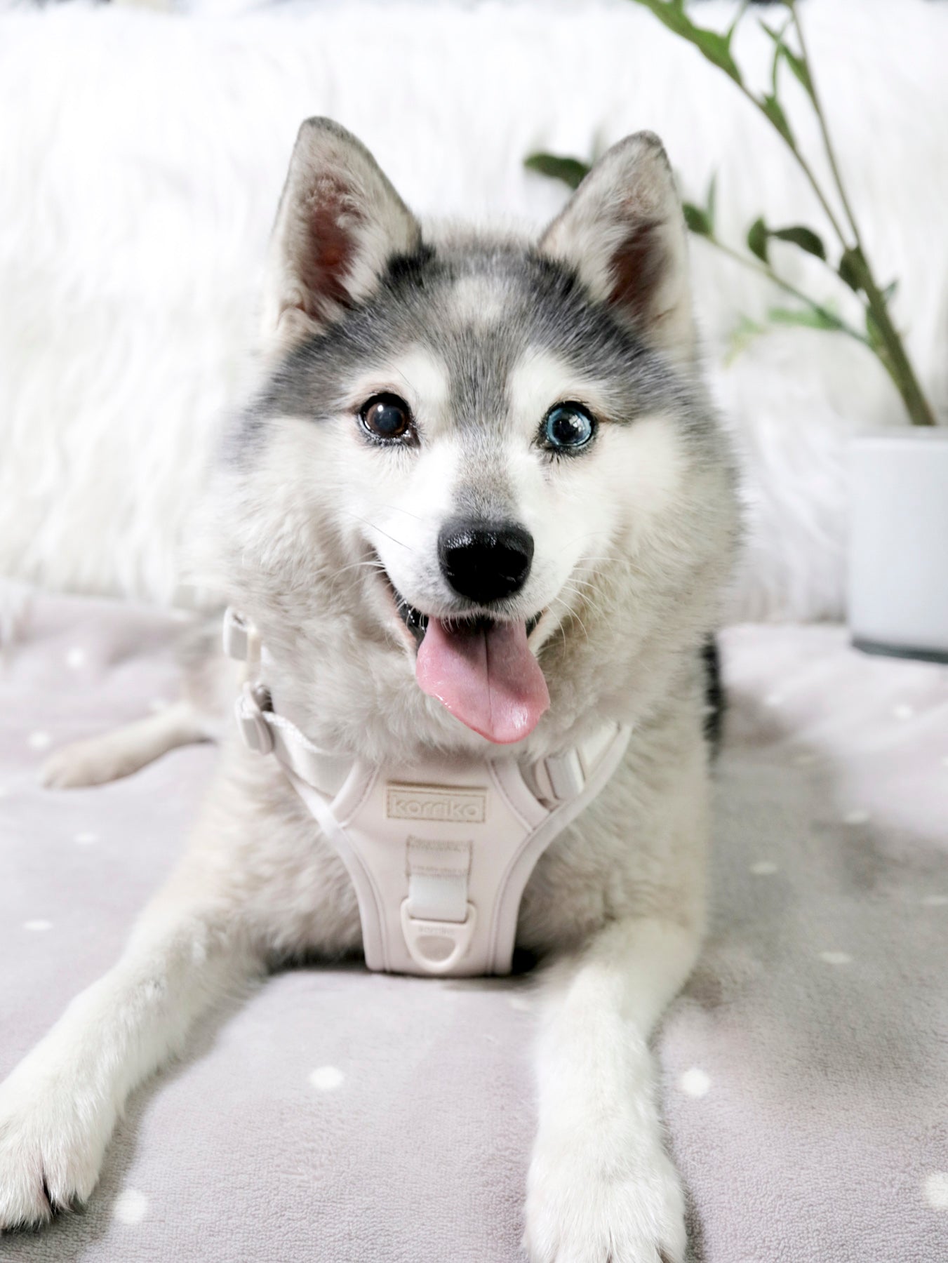 Exploration Lite No-Pull Dog Harness - Almond Nude (Final Sale)