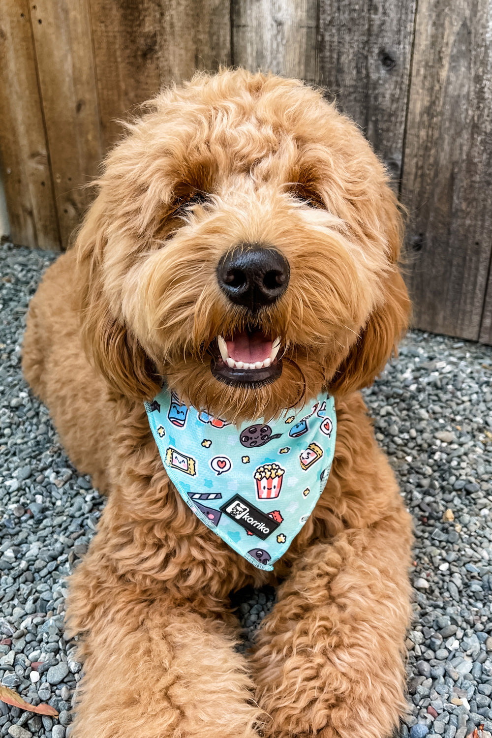 Ultimate Collar Bundle Set - Pupflix (5-Piece) (Final Sale)