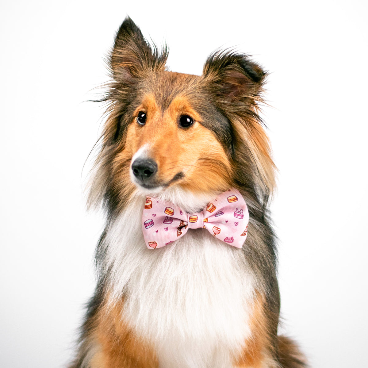 Ultimate Collar Bundle Set - Patisserie (4-Piece) (Final Sale)