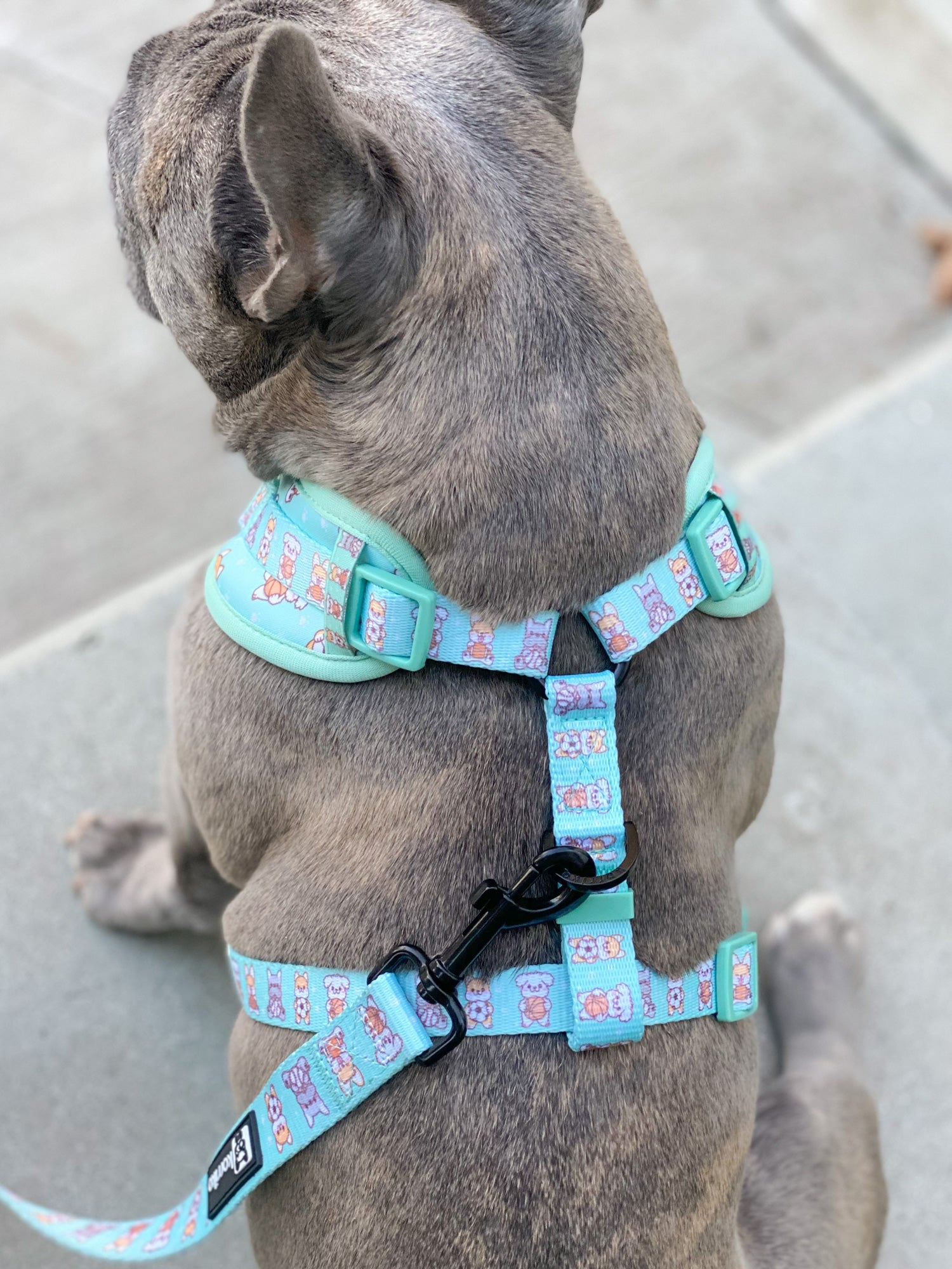 Adjustable Dog Harness - Dream Team