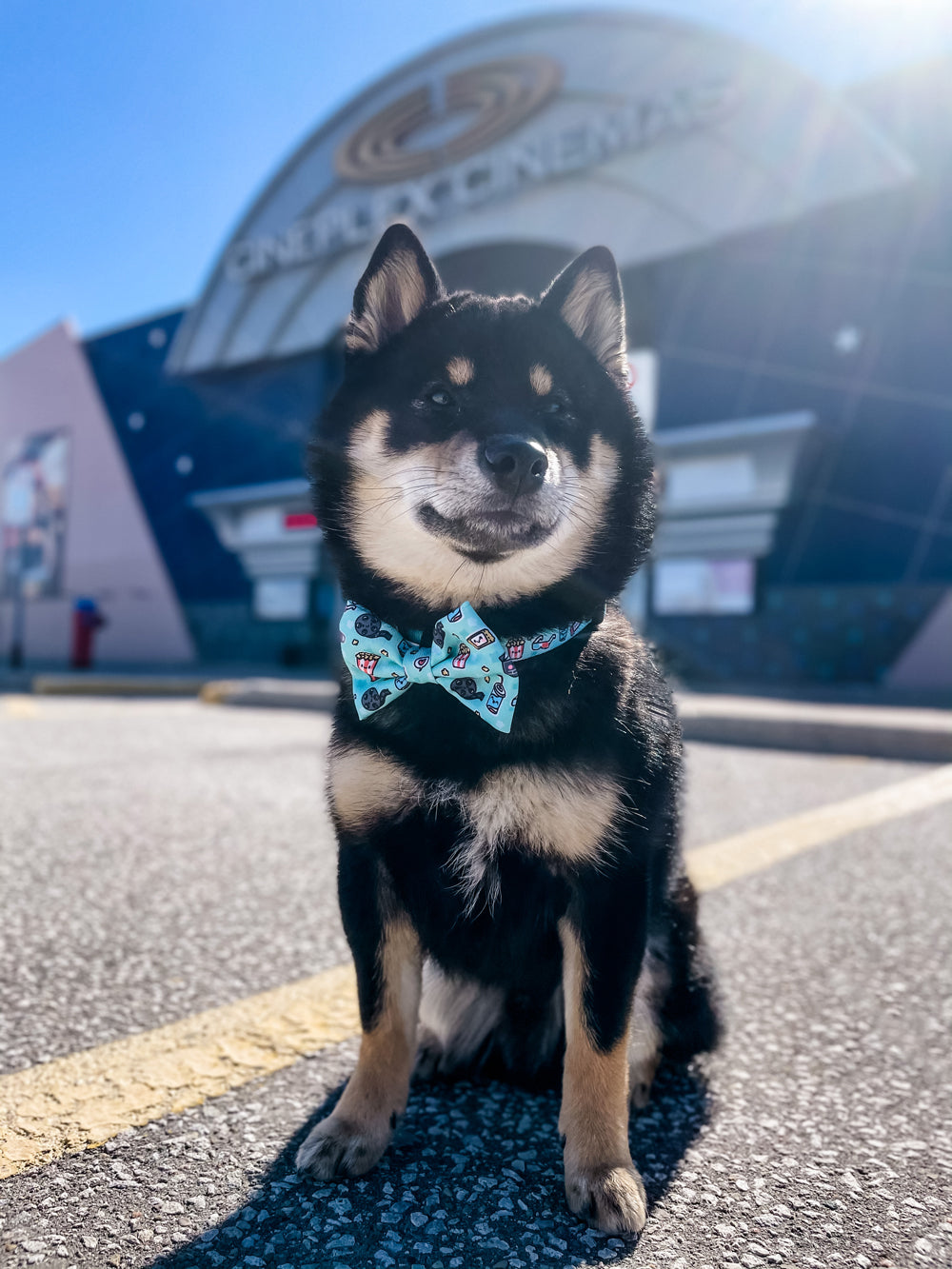Ultimate Collar Bundle Set - Pupflix (5-Piece) (Final Sale)