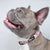 Dog Collar - Full Bloom (Blue Paw Co. - FINAL SALE)
