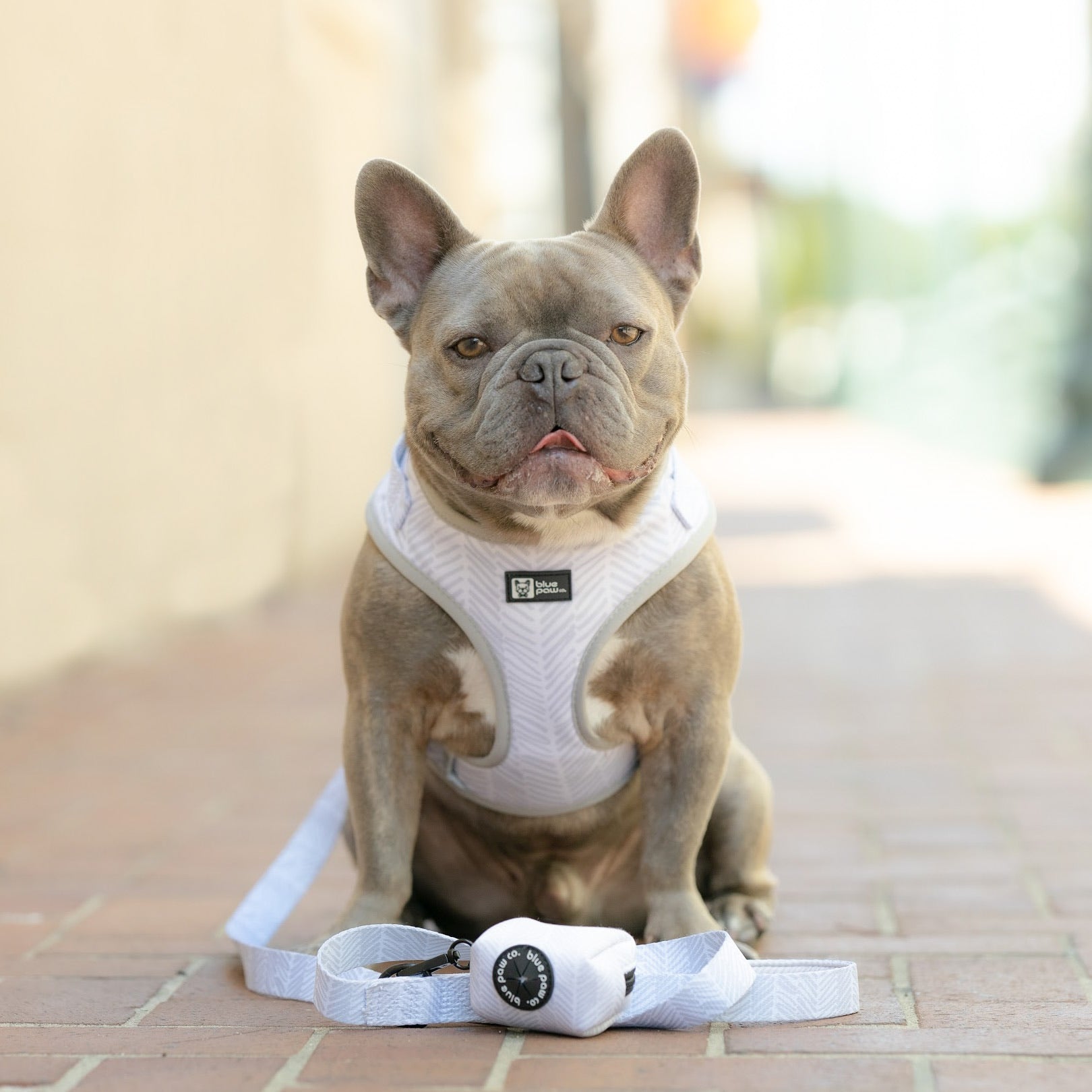 Poop Bag Dispenser - Silver Lining (Blue Paw Co. - FINAL SALE)