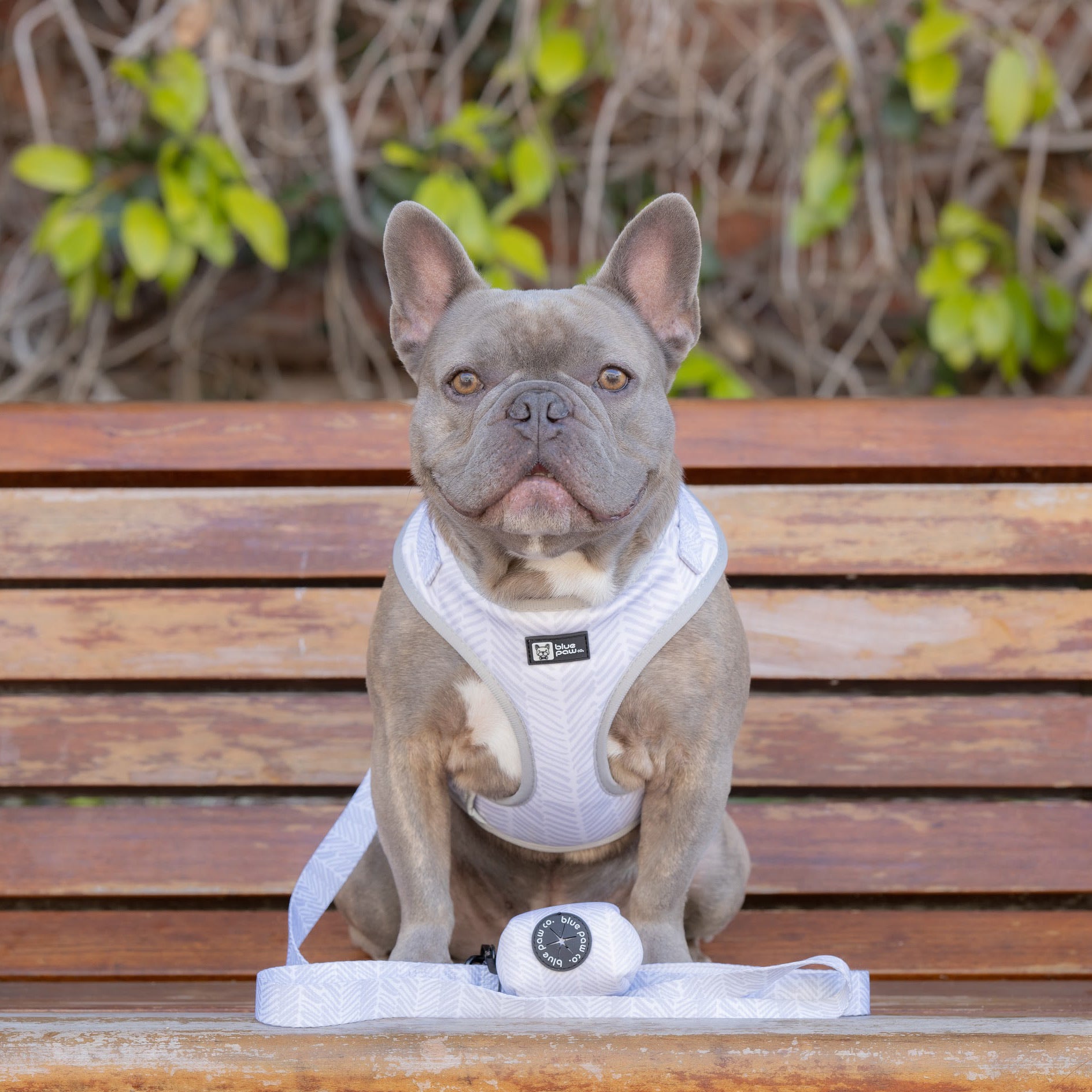 Dog Leash - Silver Lining (Blue Paw Co. - FINAL SALE)