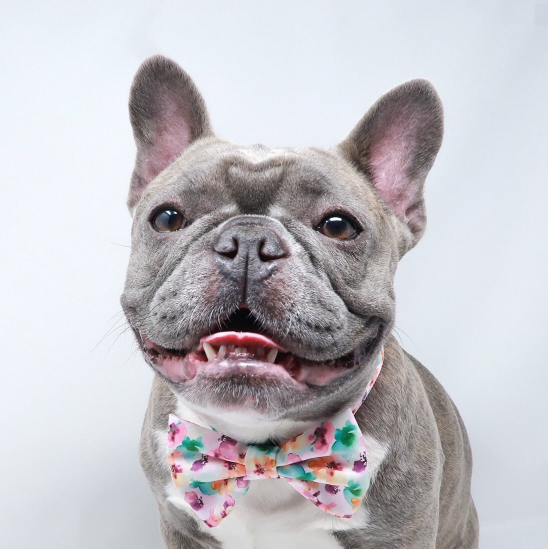 Dog Collar - Full Bloom (Blue Paw Co. - FINAL SALE)