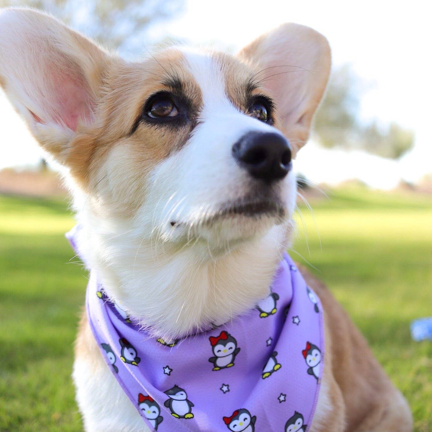 Cooling Dog Bandana - Frosty Feet (BPC - SECONDS - FINAL SALE)
