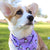Cooling Dog Bandana - Frosty Feet (BPC - SECONDS - FINAL SALE)