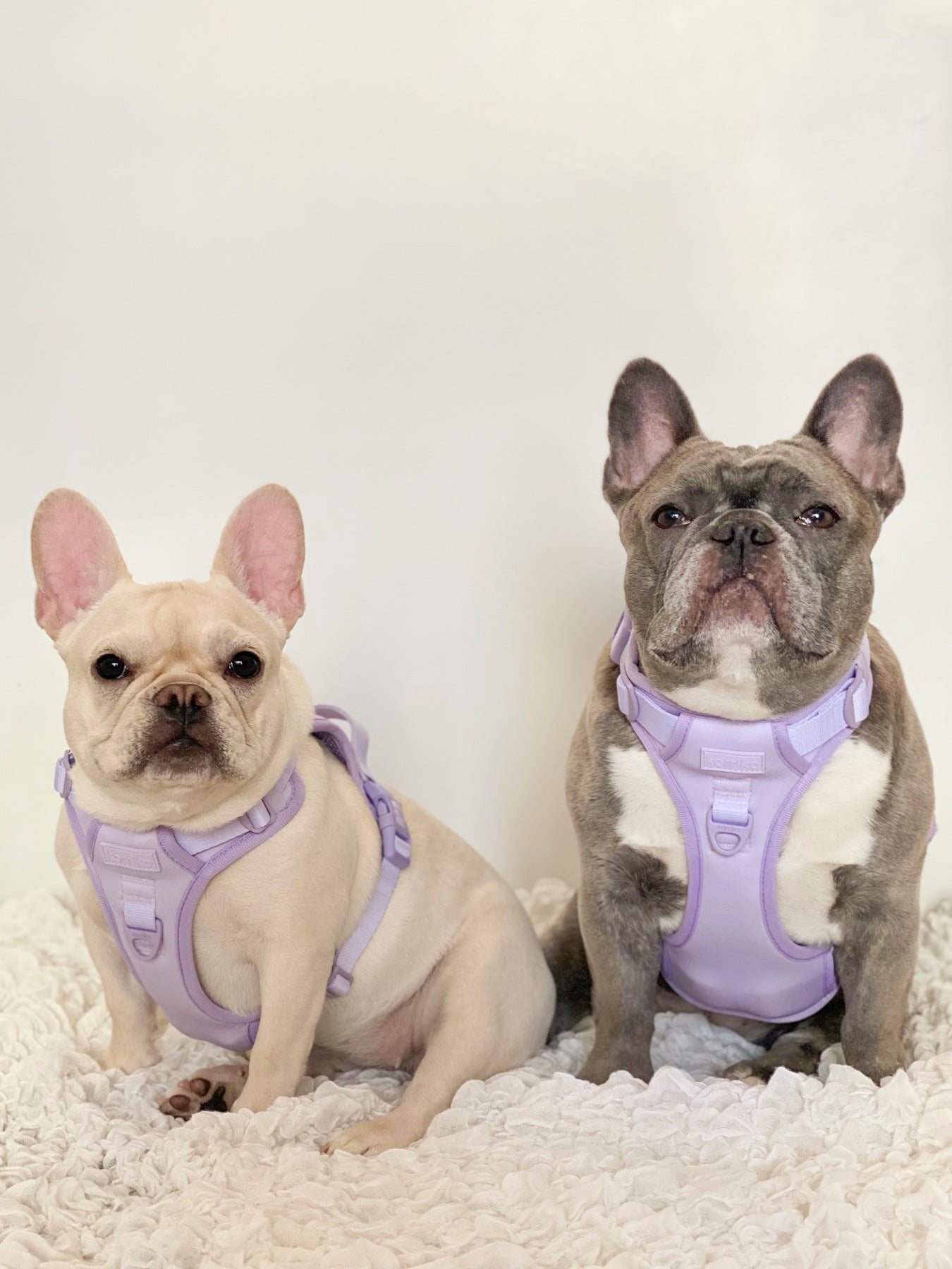 Exploration Lite No-Pull Dog Harness - Lilac