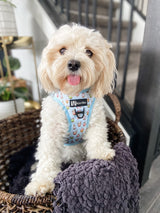 Step-In Dog Harness - Boba