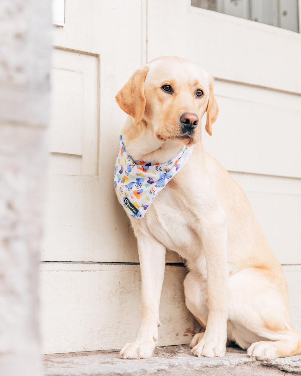 Cooling Dog Bandana - Spring Showers (Final Sale)