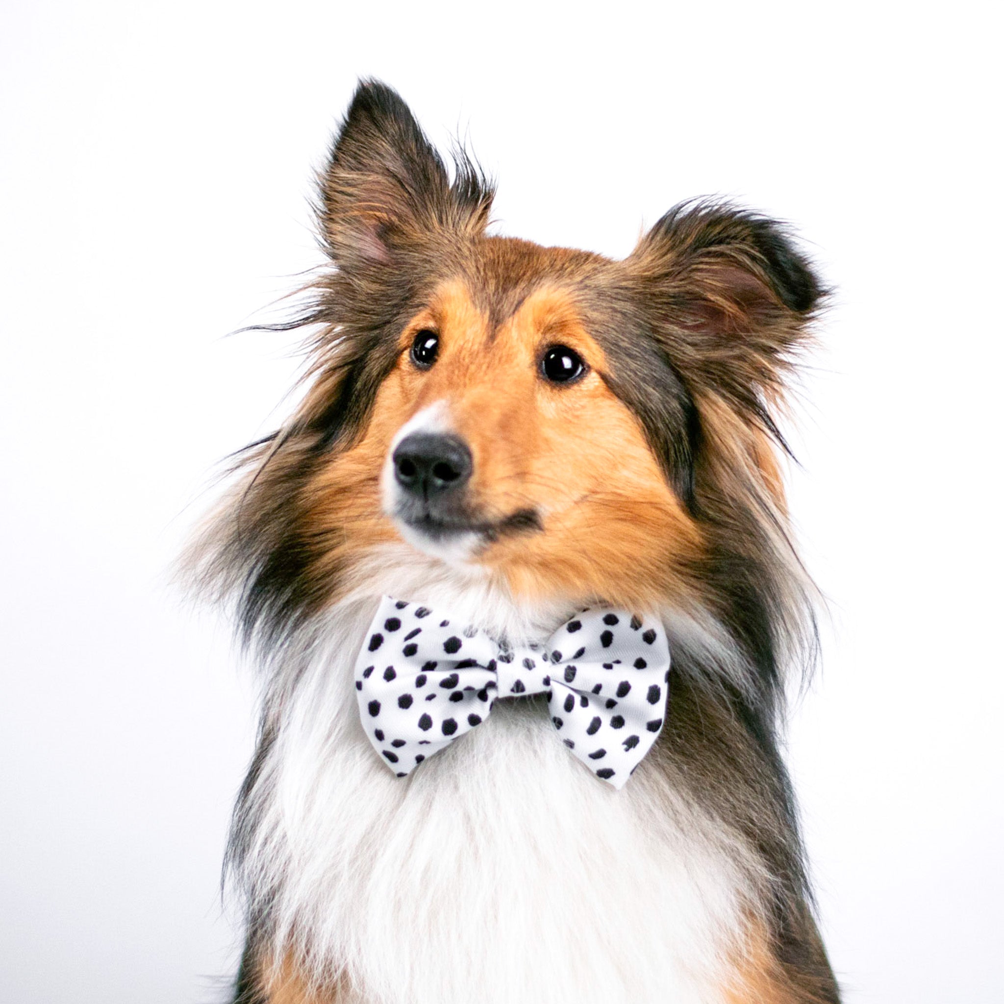 Dog Bow Tie - Spotted (SECONDS - FINAL SALE)