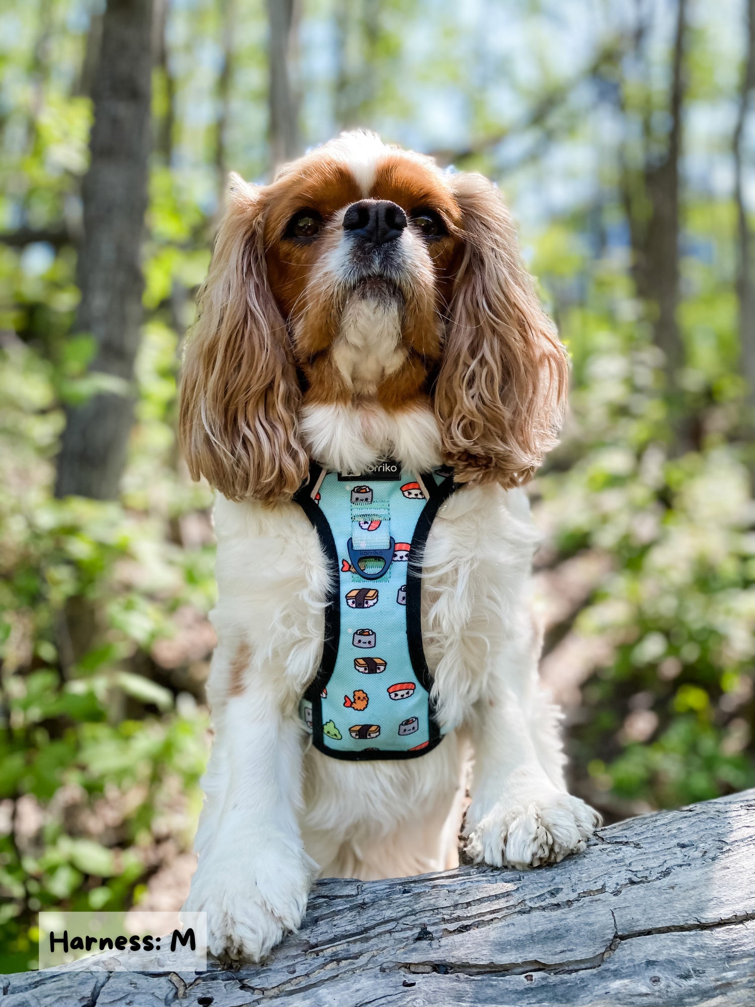 Exploration Lite No-Pull Dog Harness - Sushi