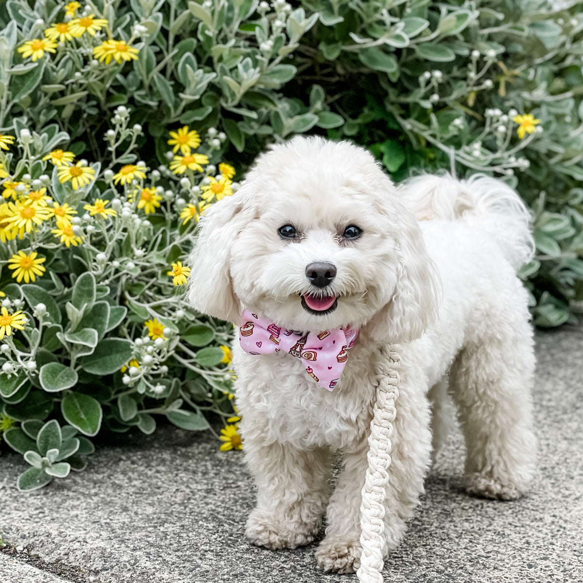 Ultimate Collar Bundle Set - Patisserie (4-Piece) (Final Sale)