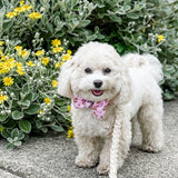 Ultimate Collar Bundle Set - Patisserie (4-Piece) (Final Sale)