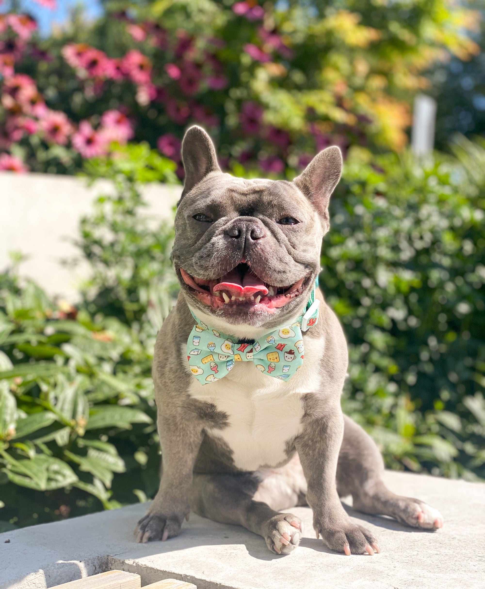 Dog Bow Tie - Thanks A Brunch (Final Sale)