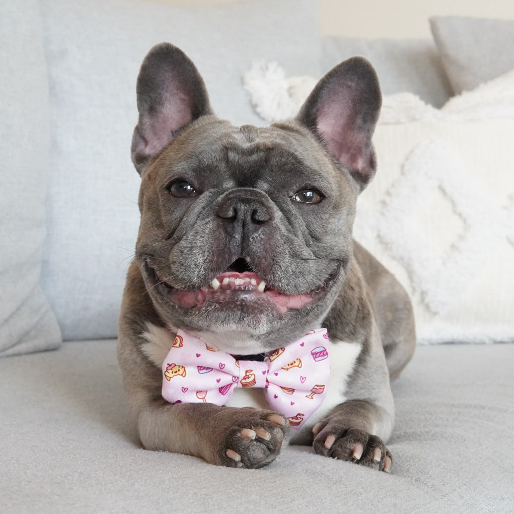 Ultimate Collar Bundle Set - Patisserie (4-Piece) (Final Sale)