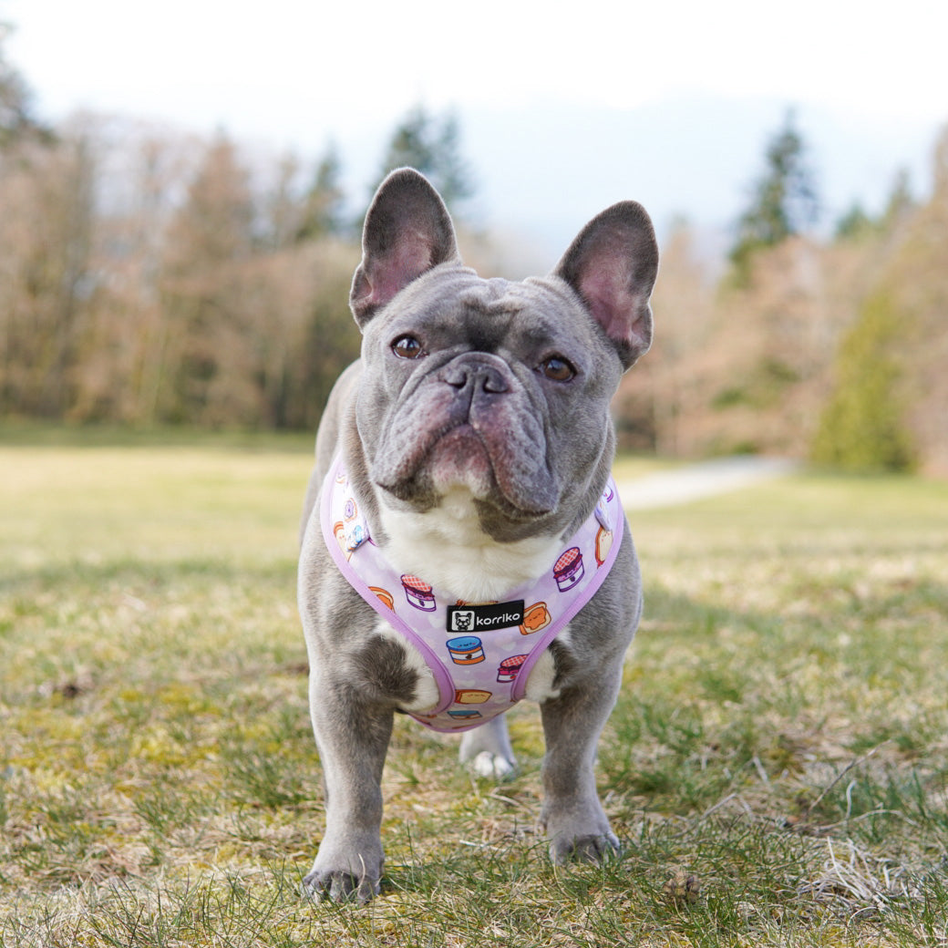 Adjustable Dog Harness - Peanut Butter Jelly