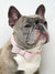 Signature Collar & Leash Set - Blush Pink (Final Sale)